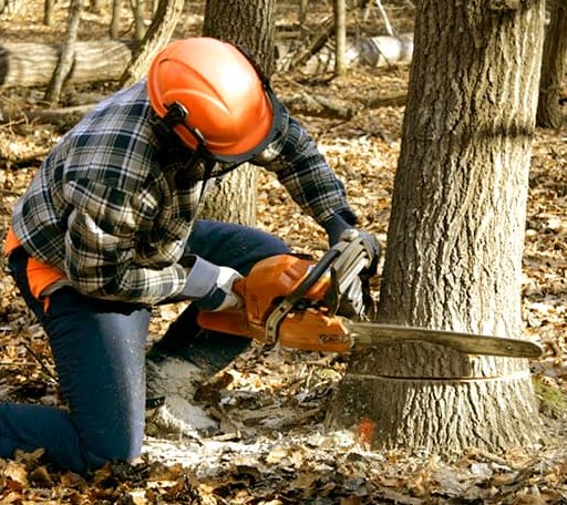 Tree Removal in Nahma, MI